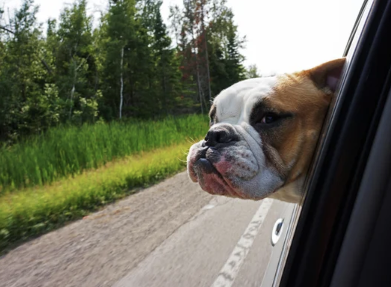 Expert’s guide to keeping pets safe on a road trip