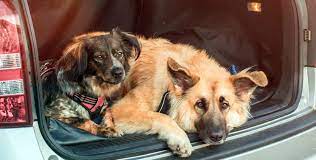 How Pet Owners Can Keep Their Cars Clean